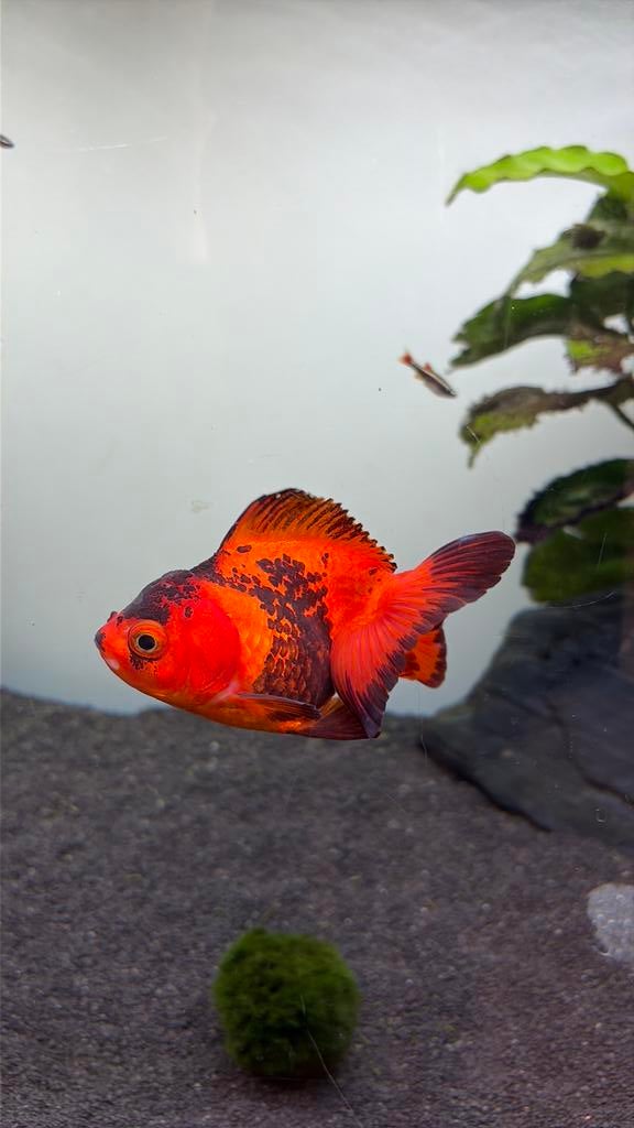 Oranda fancy goudvis, Vis, Zoetwatervis