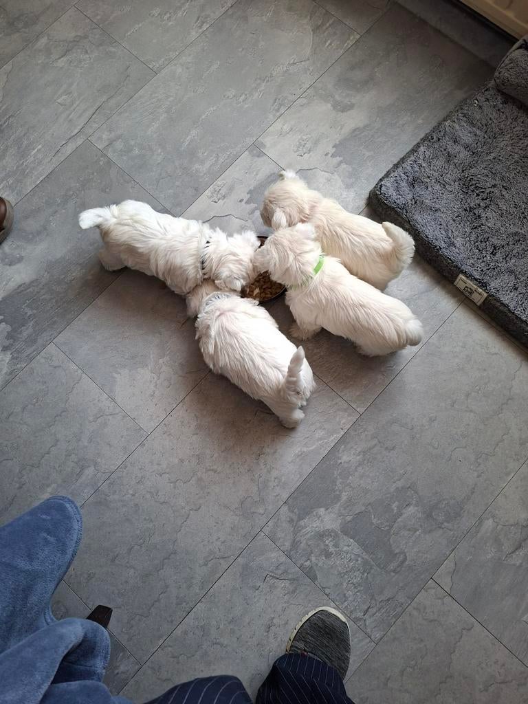 Puppy westie, Parvo, 8 tot 15 weken, Eén hond, Nederland
