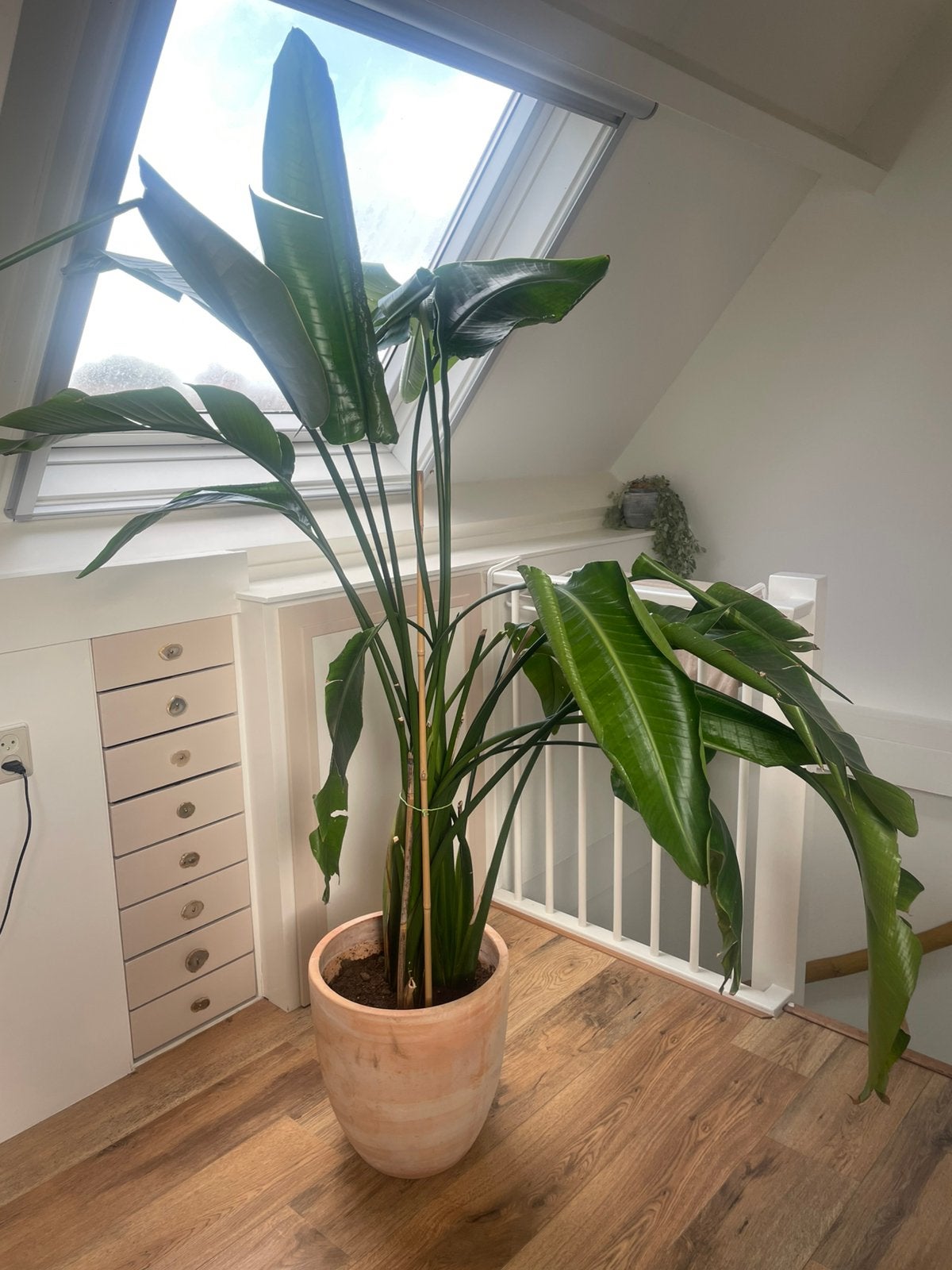 Mooie strelizia plant inclusief pot, Huis en Inrichting, Ophalen, Halfschaduw, 100 tot 150 cm