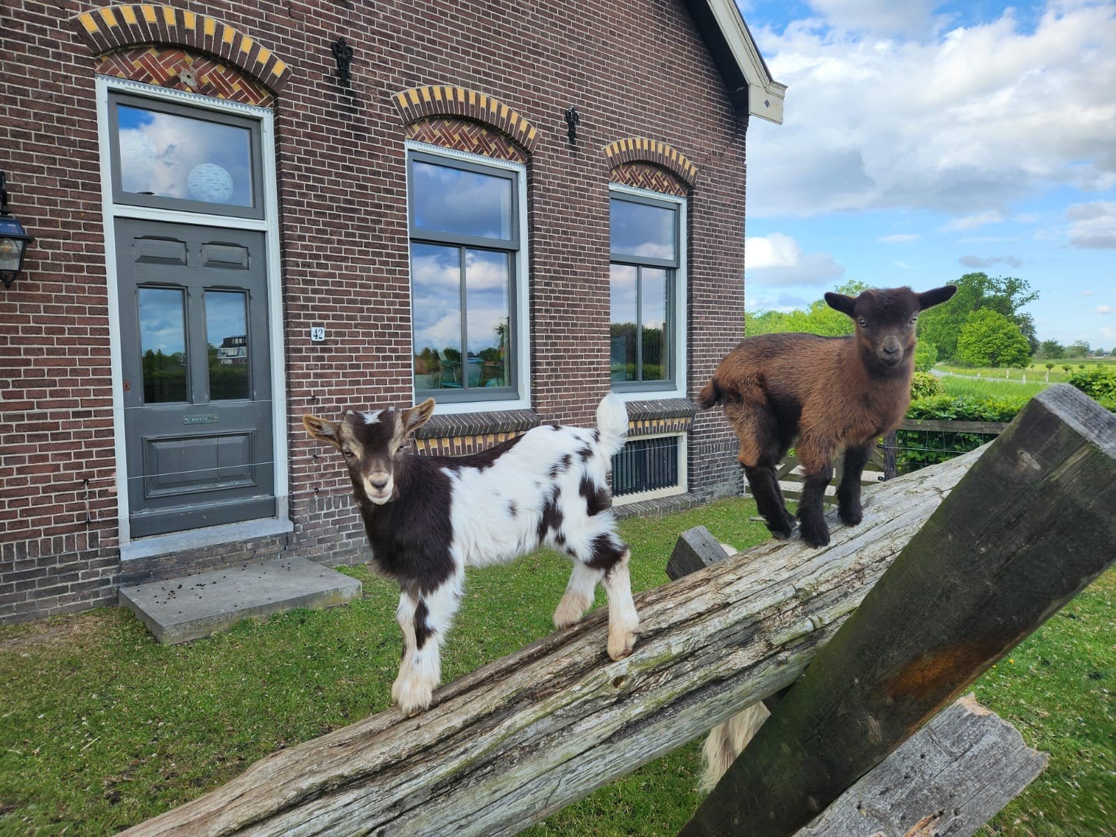 Kleine geitjes ,   jonge geitjes,  dwerggeiten,  dwerggeitje, Vrouwelijk, Geit