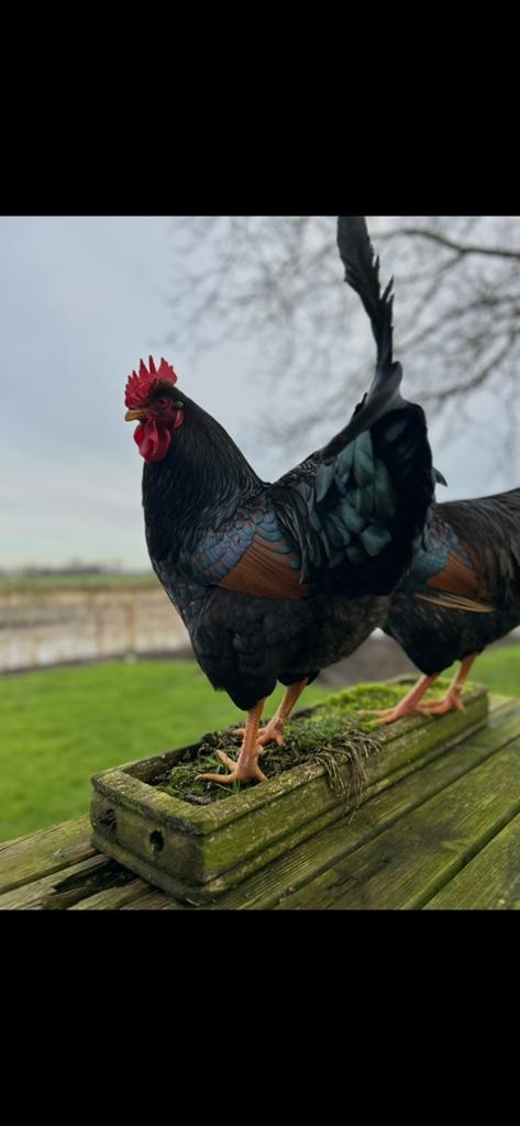 Broedeieren Barnevelder groot, Dieren en Toebehoren, Geslacht onbekend, Kip