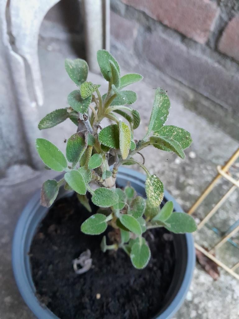 Salvia (gewone salie), Ophalen, Overige soorten, Volle zon