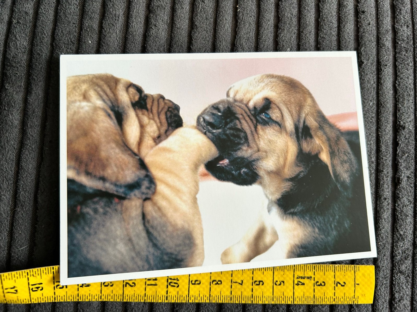 252. Kaart 2 spelende Honden, Verzamelen, Ophalen of Verzenden, 1980 tot heden, Hond of Kat
