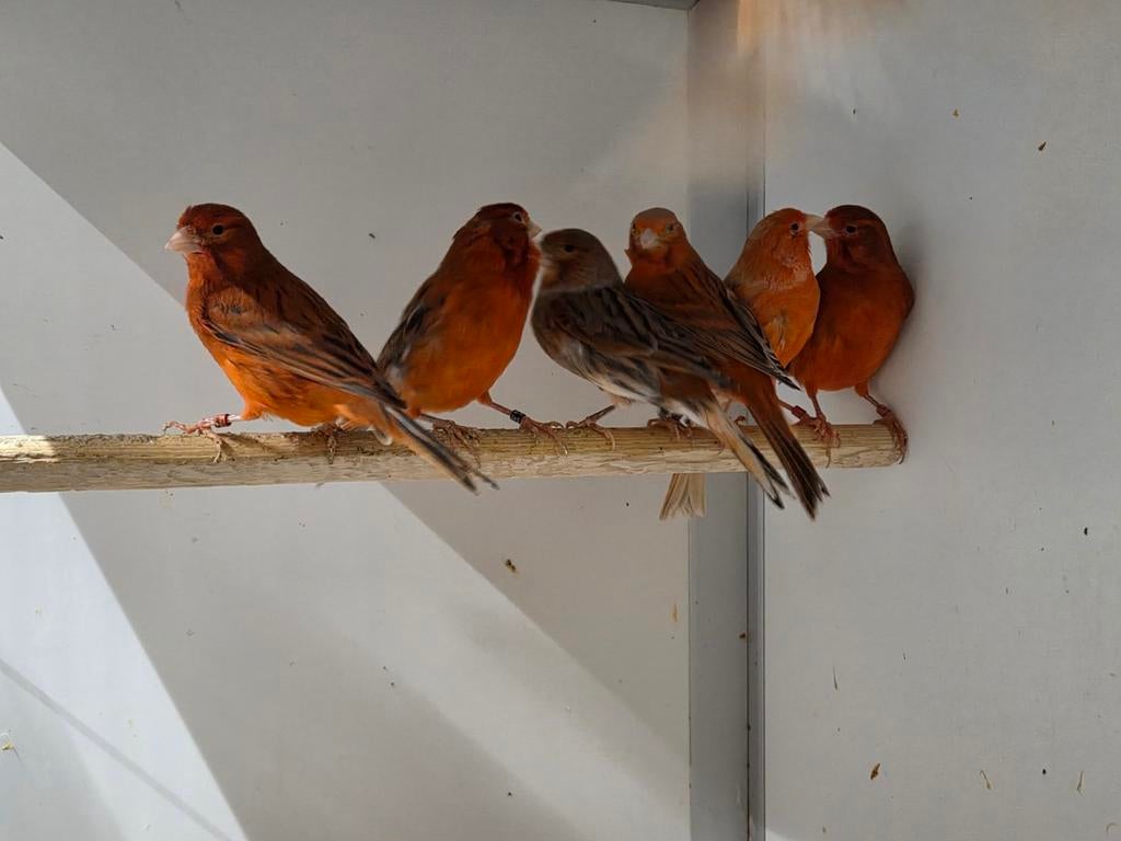 Vele kanaries, Dieren en Toebehoren, Vogels | Overige Vogels, Meerdere dieren
