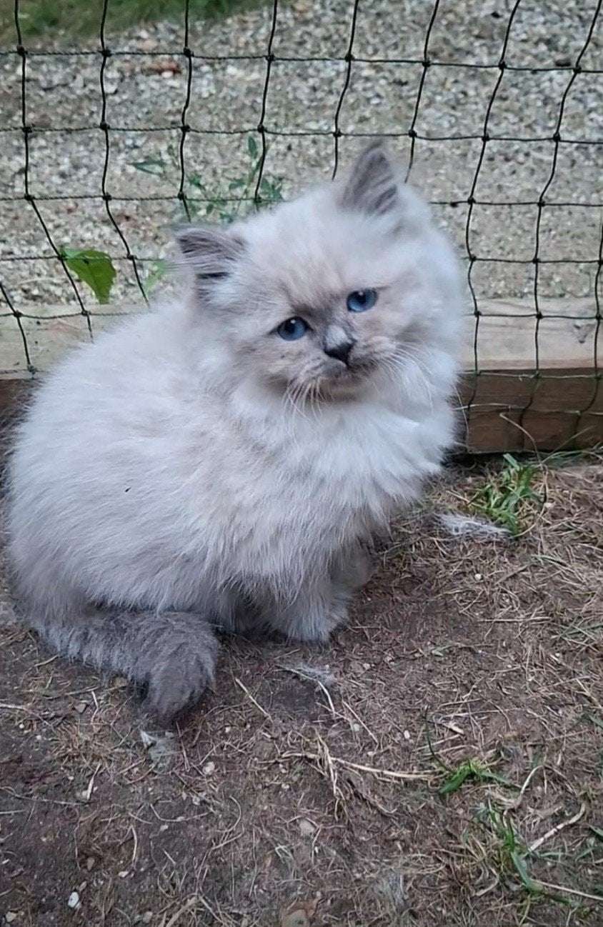 Kitten Neva Masquerade nog één katertje en twee poesjes, Dieren en Toebehoren, Meerdere dieren, Met stamboom