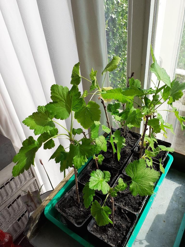 Kruisbes (zonder stekels), olijfkruisbes, Ophalen, Vaste plant, Overige soorten, Volle zon