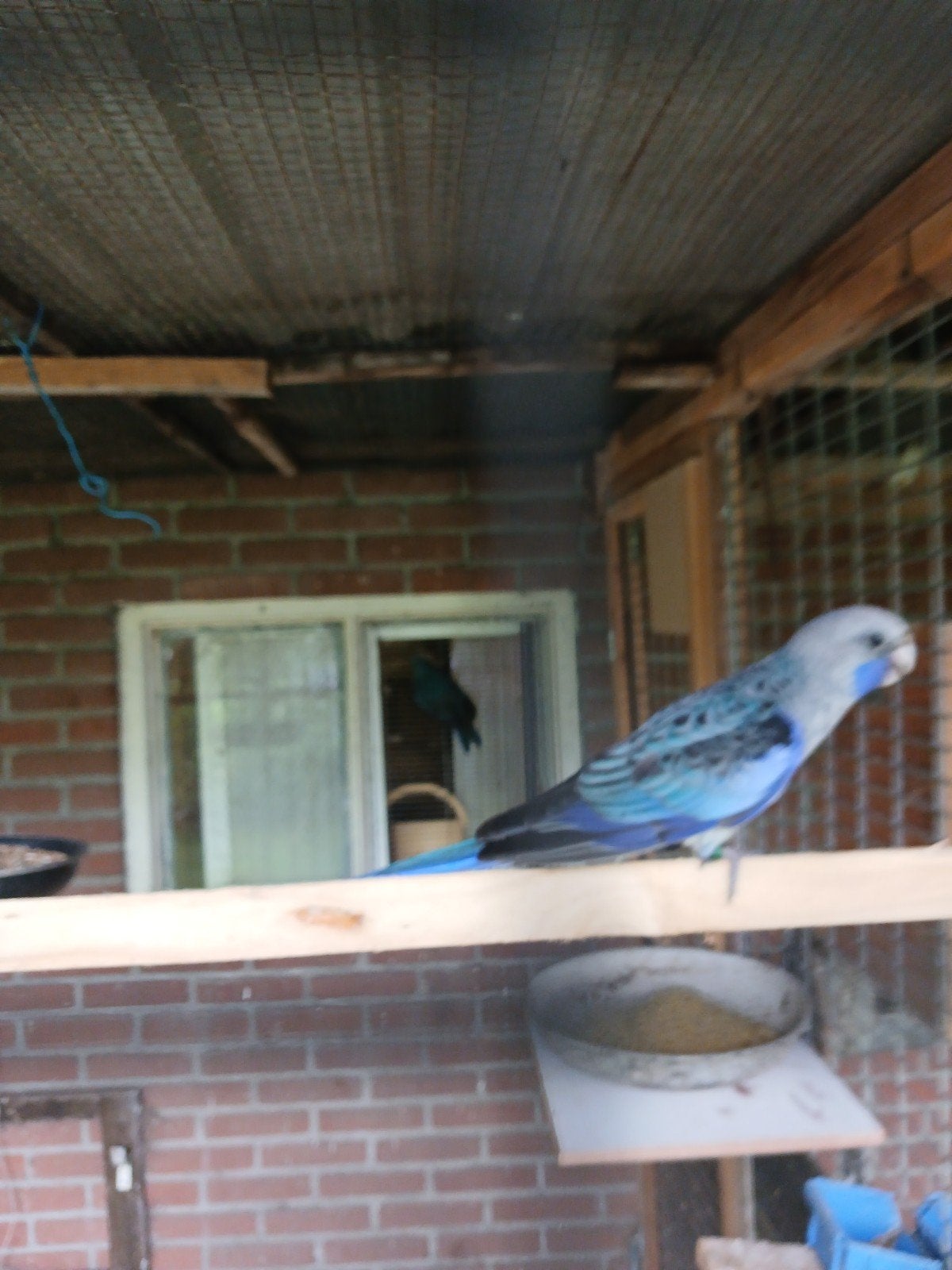 Te koop jonge blauwe  penant, Dieren en Toebehoren, Meerdere dieren, Parkiet