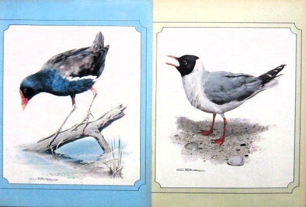 9 vogelplaatjes uit 1975 - Vogels plaatjes vogel, Ophalen of Verzenden, Meerdere plaatjes