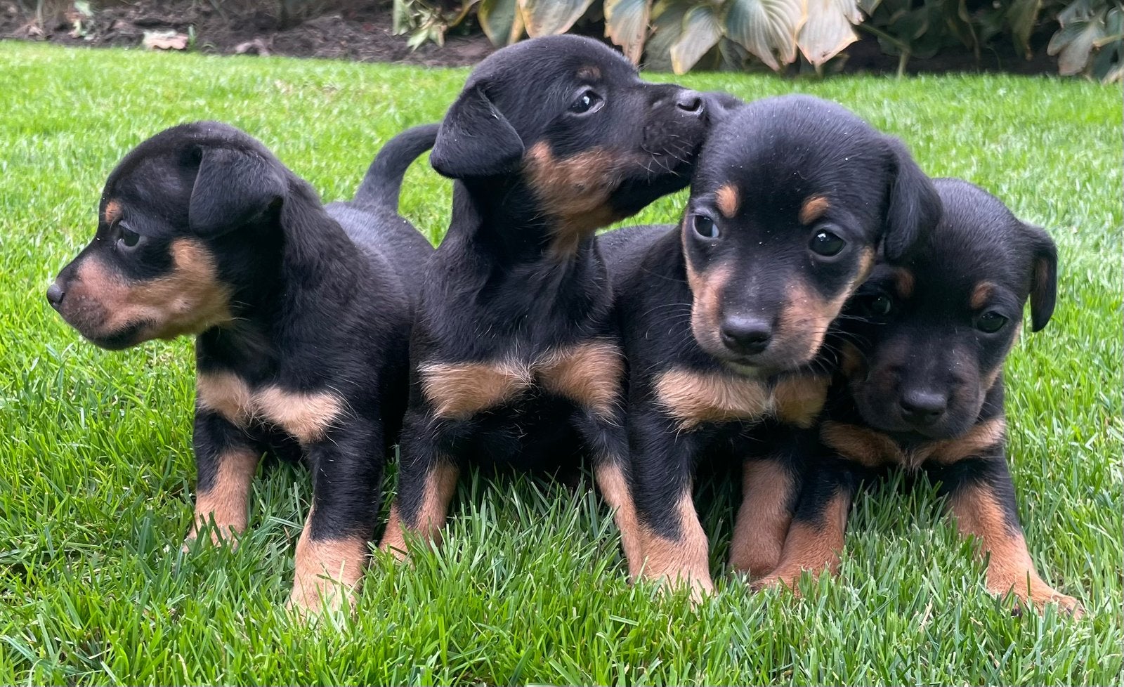 Black and tan puppies duitse terriër/jack russell, Dieren en Toebehoren, Honden | Jack Russells en Terriërs, Jack Russell Terriër