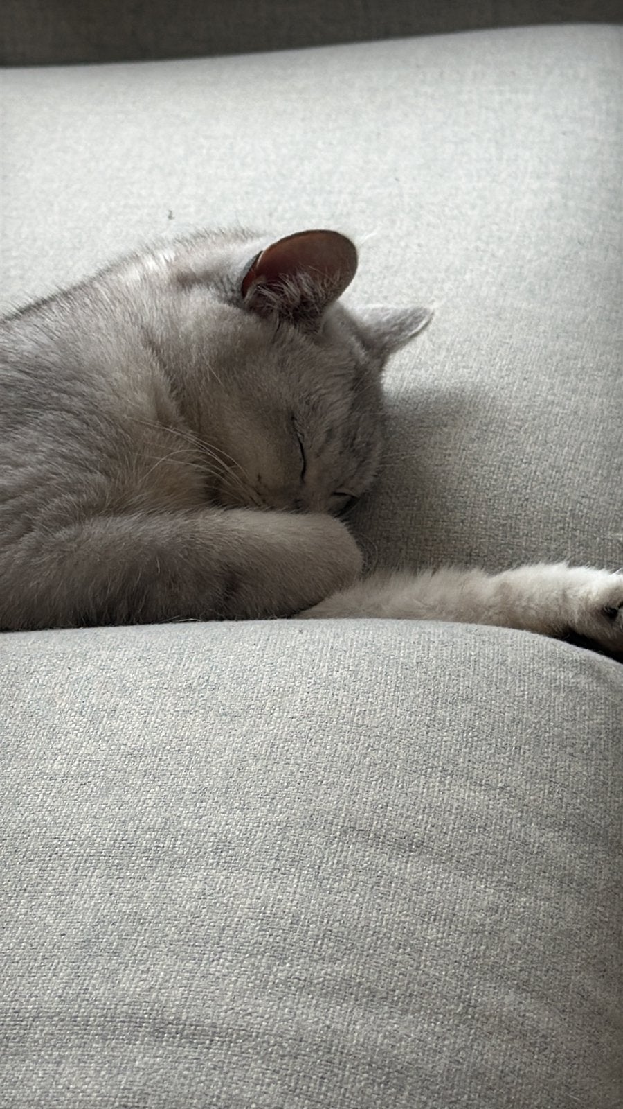 britseshorthairs 2 zusjes, Poes