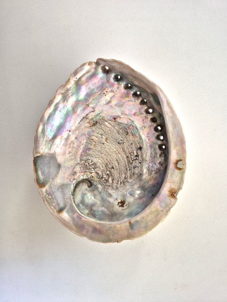 Abalone schelp nr1  – 13x16cm, Ophalen of Verzenden, Schelp(en)