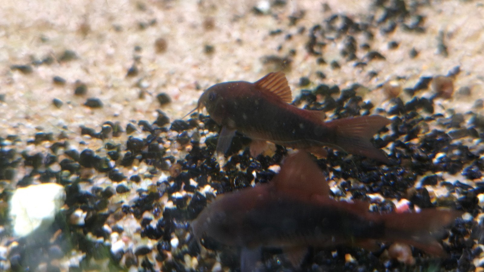 Corydoras Venezuela Schwarz, Dieren en Toebehoren, Vissen | Aquariumvissen, Vis, Zoetwatervis, Schoolvis