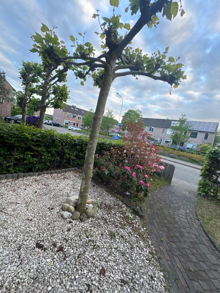 Leiboom (Plataan) - Grote, Volwassen Boom, Tuin en Terras, Leiboom, Lente, 250 tot 400 cm, Ophalen