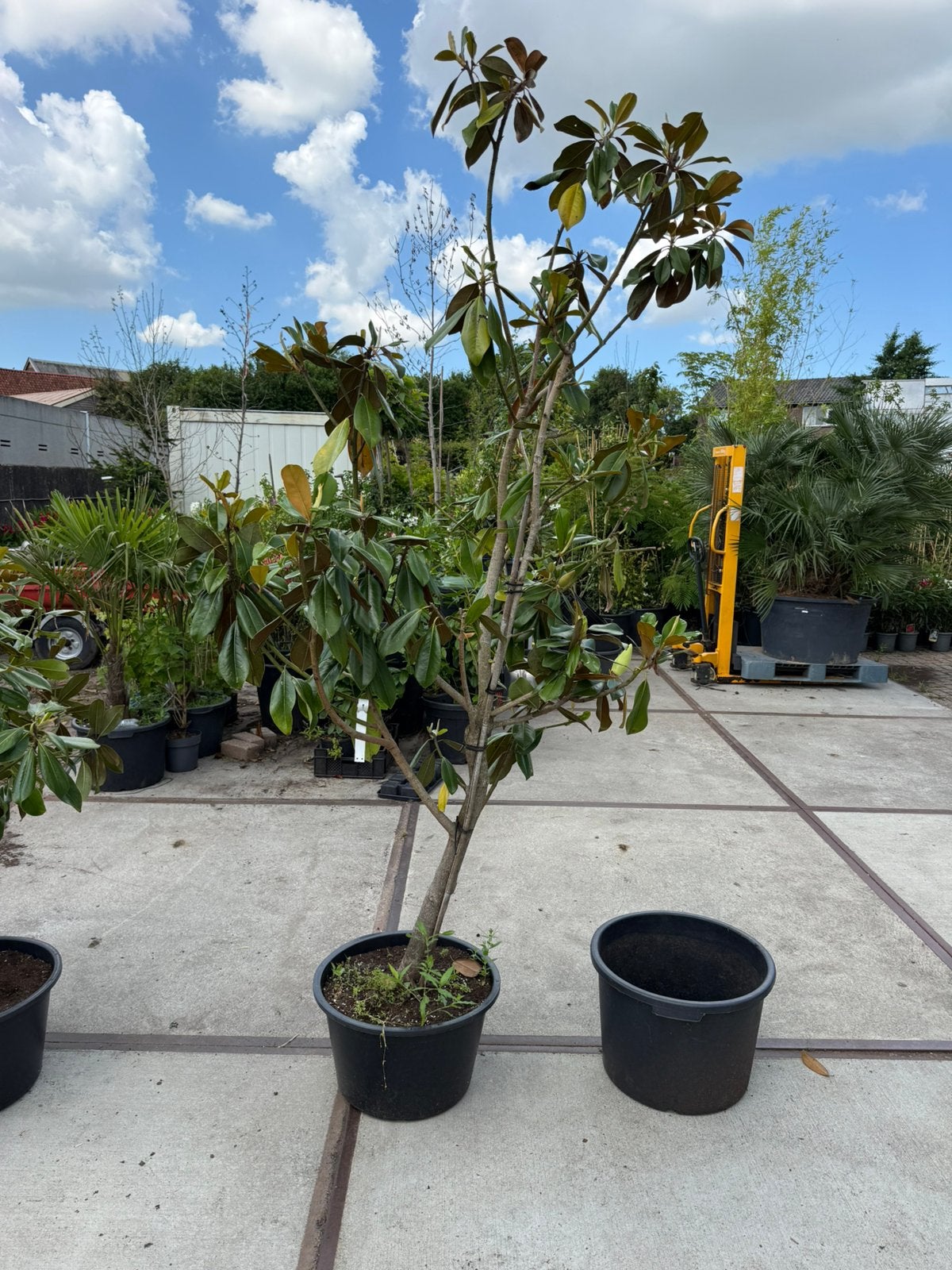 Magnolia grandiflora de nantes grote struik 79,50, Ophalen, Overige soorten, Struik, 100 tot 250 cm