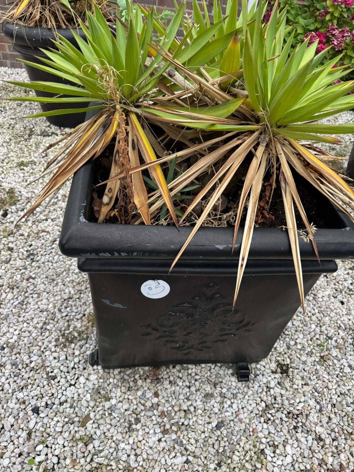 Gratis plantenpot, Tuin en Terras, Volle zon, Vaste plant, Bloeit niet, Ophalen