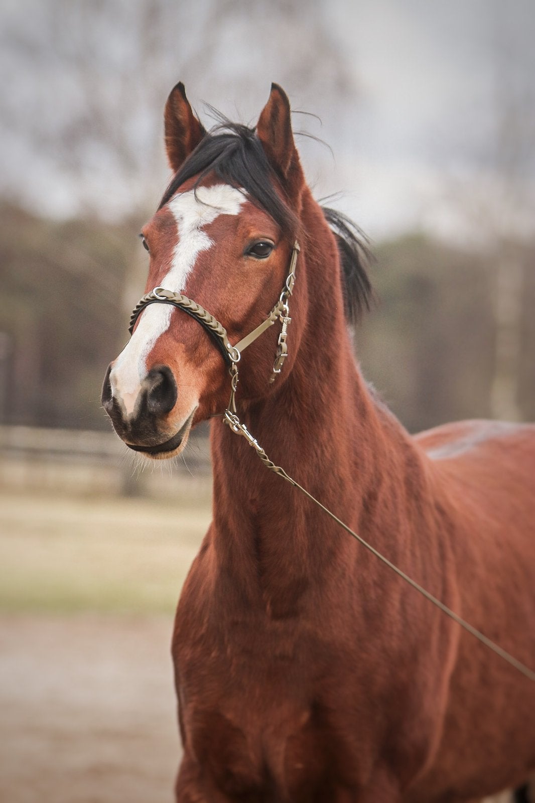 9 jarige KWPN ruin te koop, B, Ruin, 7 tot 10 jaar, Recreatiepaard
