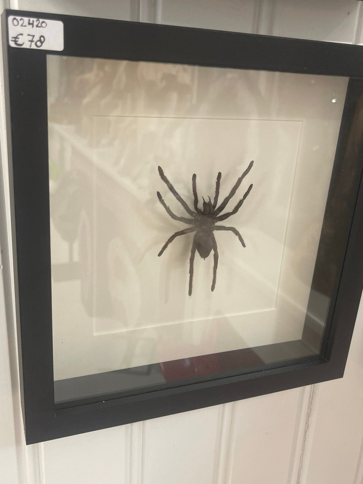 Vogelspin in lijst, Dieren en Toebehoren, Insecten en Spinnen