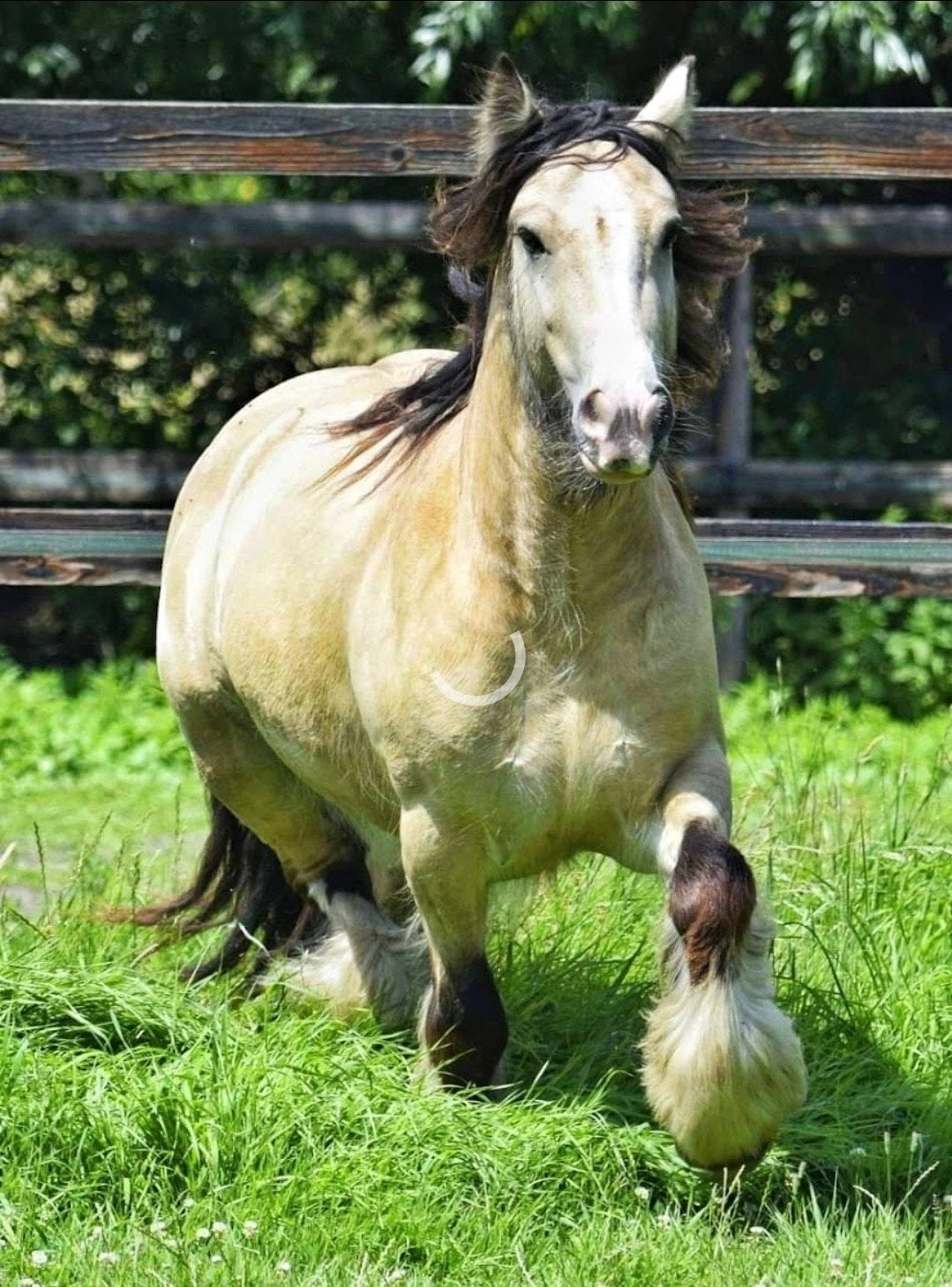 Leuke, veelzijdige pony zoekt enthousiaste leaser, Verzorging of Verzorgpony's