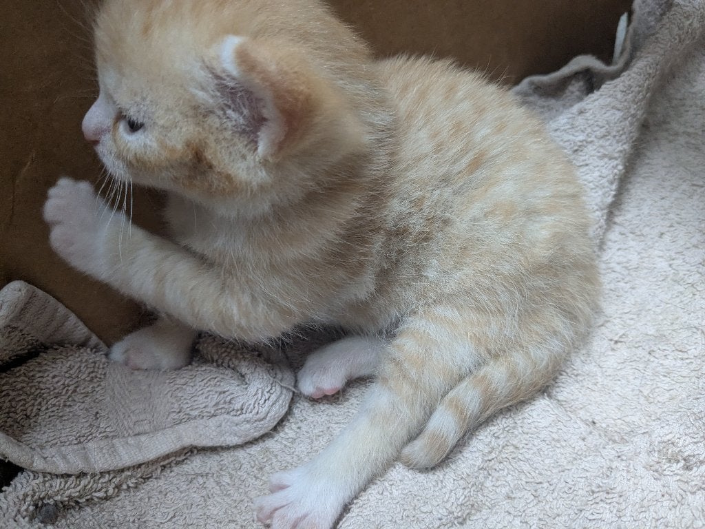 Kittens kitten, Meerdere dieren, Kortharig, 0 tot 2 jaar