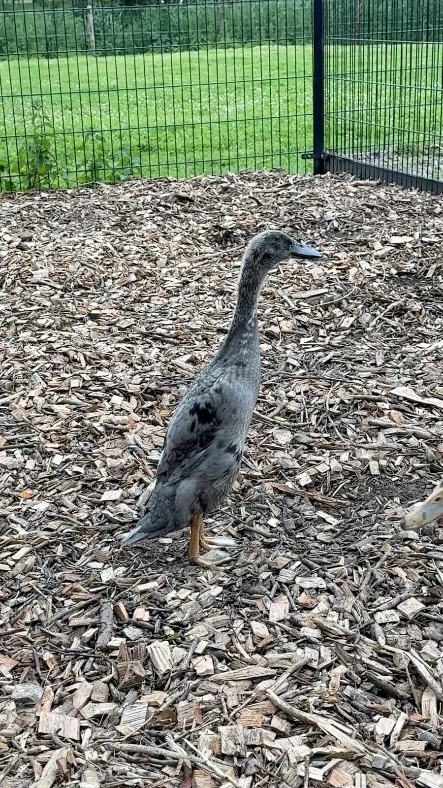 Indische loopeend woerd 100% rasecht, Dieren en Toebehoren, Pluimvee, Mannelijk, Eend