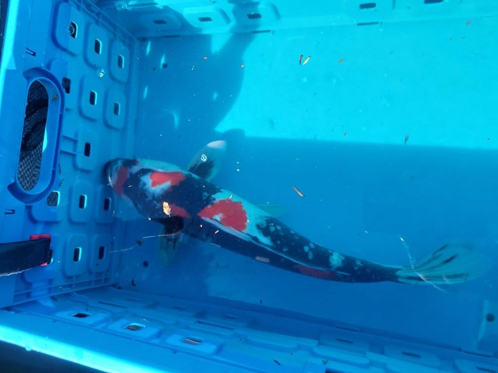 Showa koi karper, Dieren en Toebehoren, Vissen | Vijvervissen, Karper of Koi