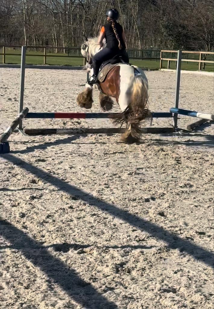 Bijrijd pony gezocht ‼️, Ophalen of Verzenden, Nieuw