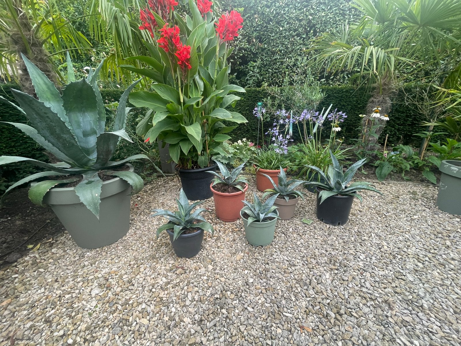 Agave planten te koop - Diverse maten, Volle zon, Vaste plant, Bloeit niet, Ophalen