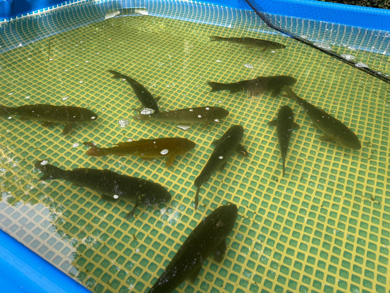11 zwarte koi’s 30 - 45 cm, Dieren en Toebehoren, Karper of Koi