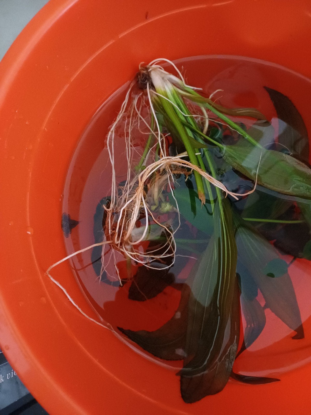 GRATIS jonge chinese algeneter, pleco en garnaal, Ophalen, Plant(en), Steen of Hout