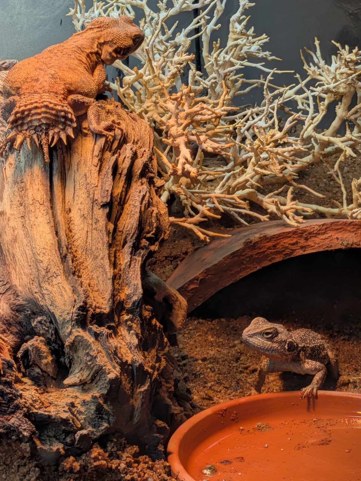 uromastyx, xenagama Taylori, pogona vitticeps Bearded Dragon photo 22
