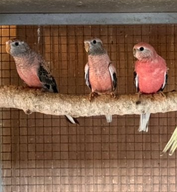 Jonge bourkes en 1 overjarige man, Dieren en Toebehoren, Meerdere dieren, Parkiet