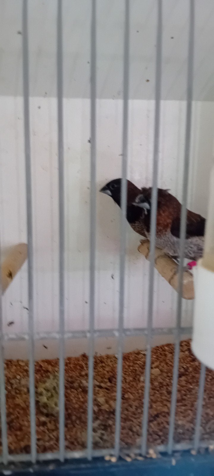 te koop Japanse meeuwtjes koppels, Meerdere dieren