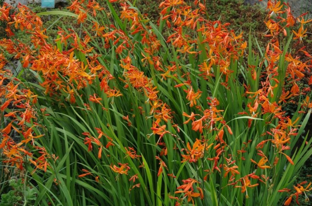 Crocosmia/Montbretia oranje. Grote plant, Volle zon, Vaste plant, Zomer, Ophalen