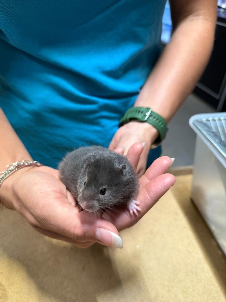 Te koop lieve jonge goudhamsters / Syrisch hamsters, Dieren en Toebehoren, Knaagdieren, Hamster, Vrouwelijk, Mei, Tam