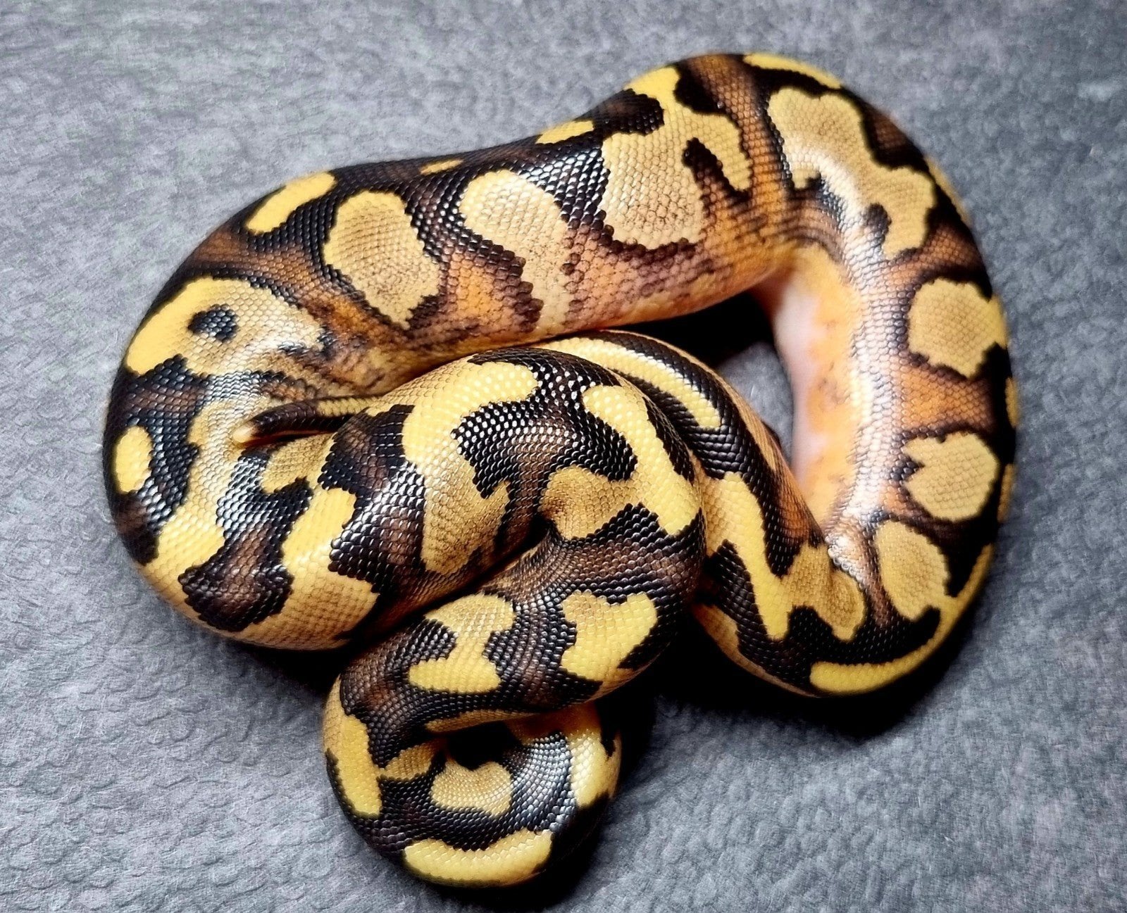 Konings python