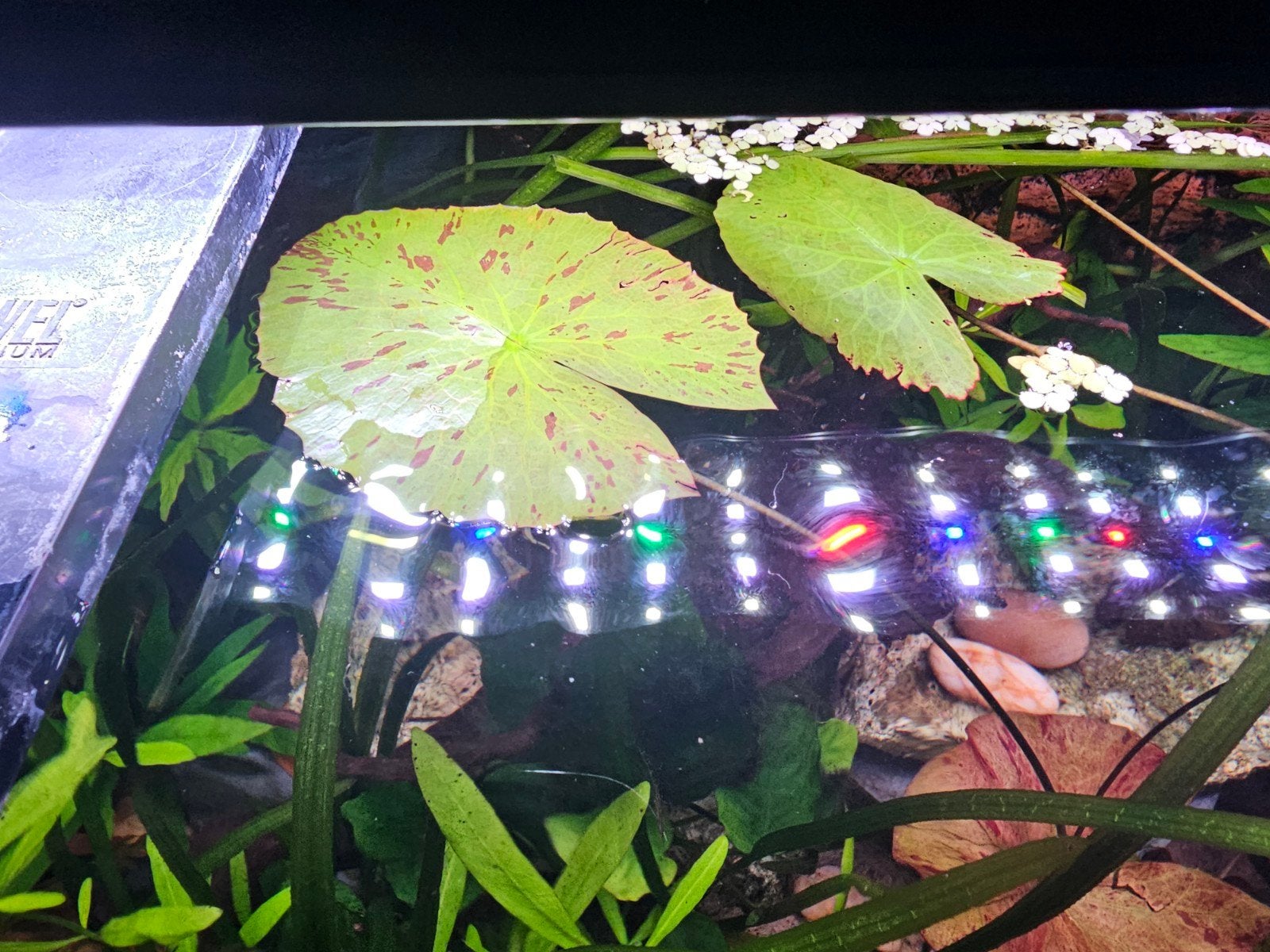 Nymphaea lotus tijgerlotus, Vis