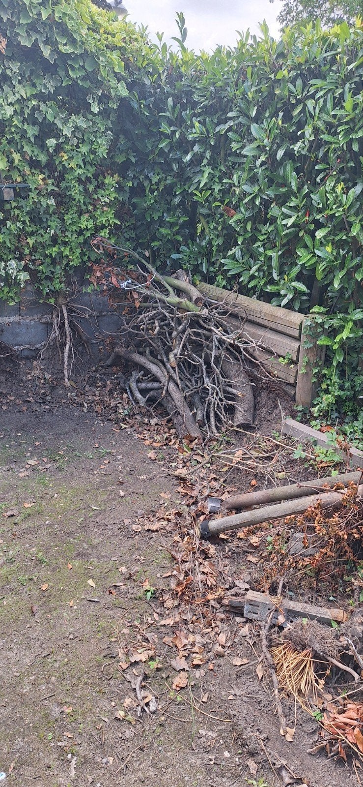 Gratis dode boom voor brandhout - zelf ophalen, Minder dan 3 m³, Ophalen, Overige houtsoorten, Stammen