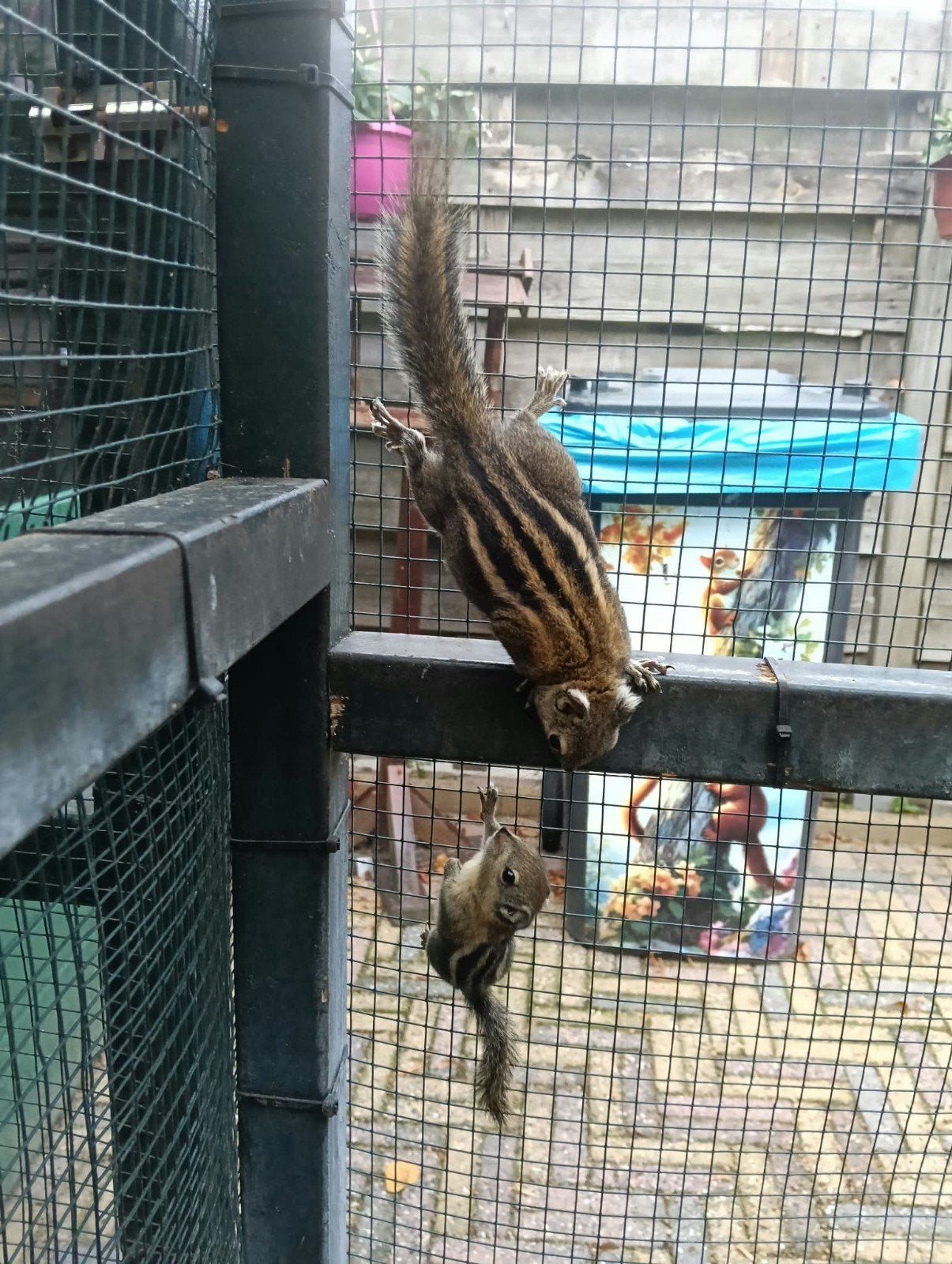 te koop jonge tamiops swinhoei eekhoorns, Dieren en Toebehoren, Juli, Geslacht onbekend, Hamster