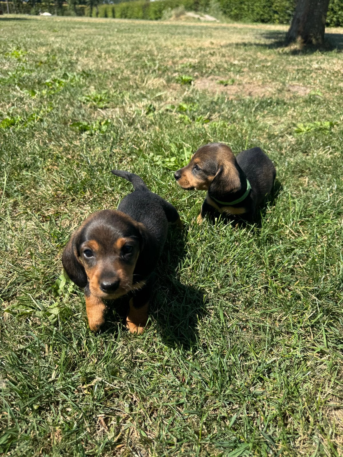 Mooie ruwharige teckel pups, Dieren en Toebehoren, Honden | Teckels en Dashonden, Reu, 8 tot 15 weken, Dwerg, Meerdere