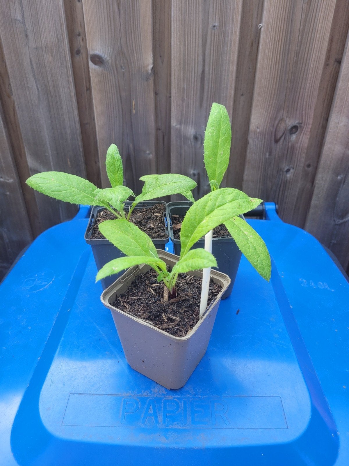 Kogeldistel biologisch, Ophalen, Eenjarig, Groenteplanten, Volle zon