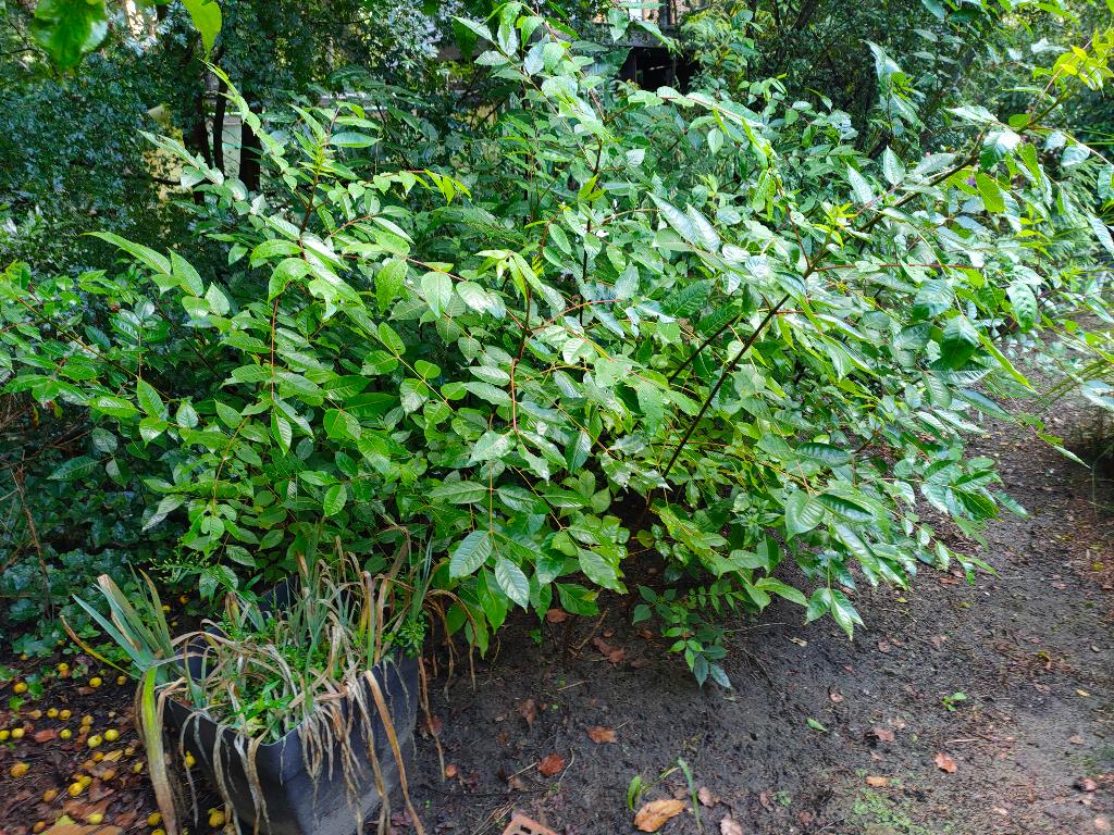 BIJENBOOM (Tetradium 'Danielli), 100 tot 250 cm, Zomer, Volle zon, In pot