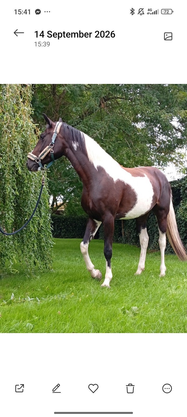 mooie bonte merrie kwpn x barock Pinto, Ophalen of Verzenden