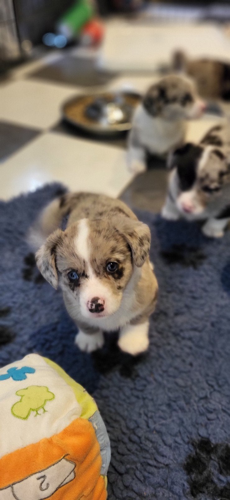 Welsh corgi cardigan pups, blue merle, Parvo, 8 tot 15 weken, Meerdere, Meerdere dieren