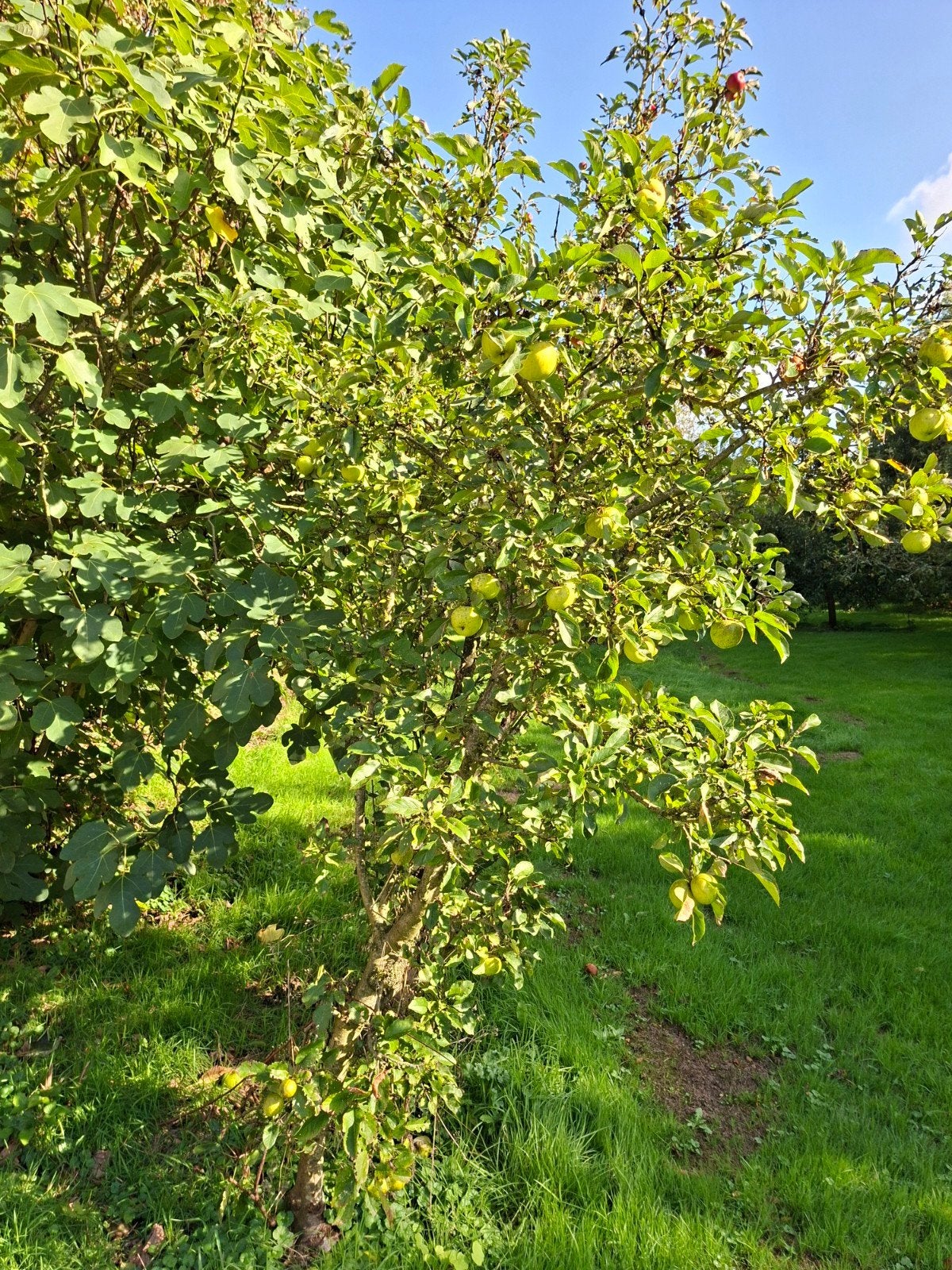 2 appelboompjes rood en groene appels, Tuin en Terras, Ophalen, Lente, Volle zon, Appelboom