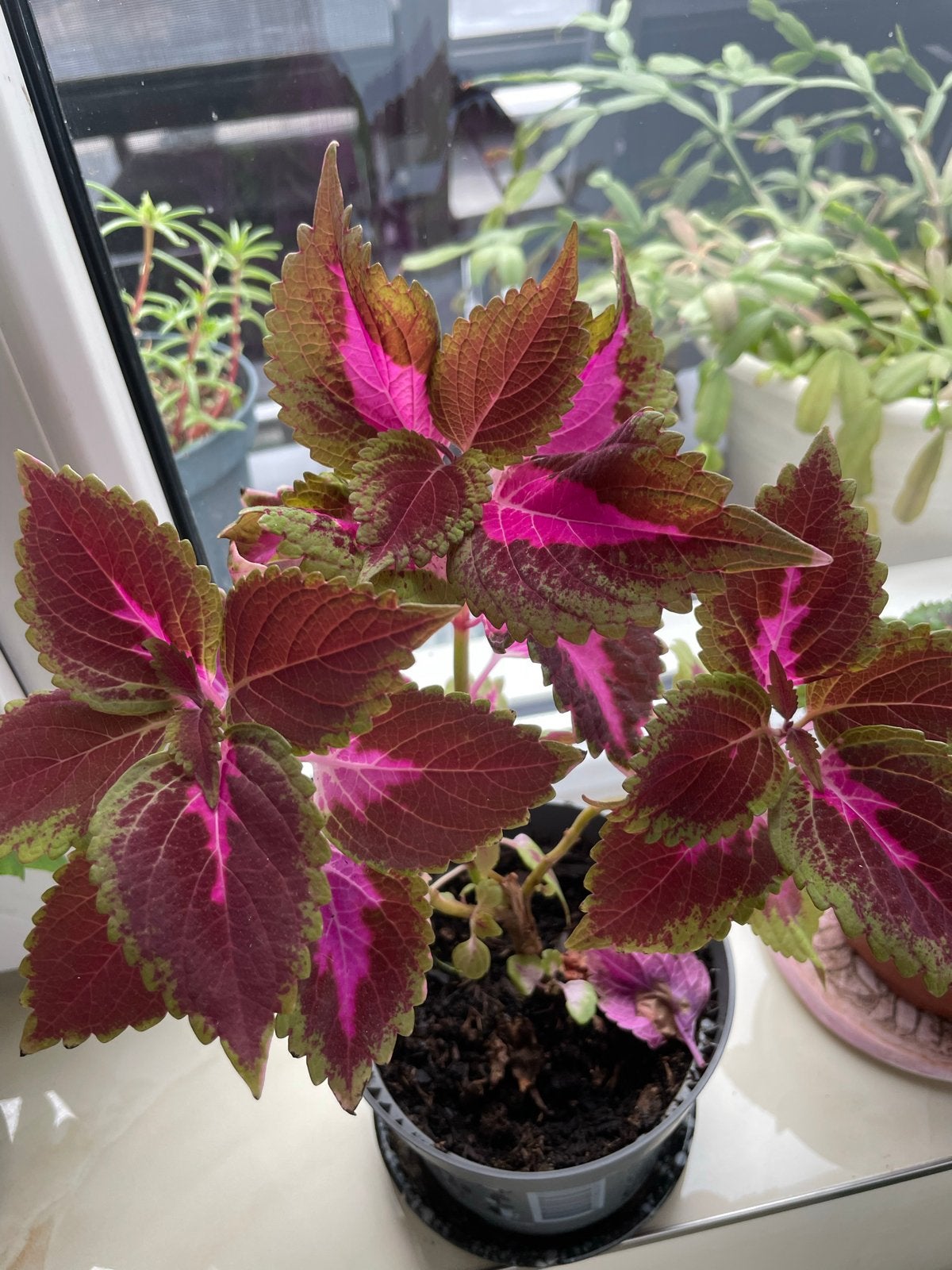 Kleurrijke Coleus plant in pot - Ideaal voor binnen, Huis en Inrichting, Kamerplanten, Overige soorten, Minder dan 100 cm, Groene kamerplant