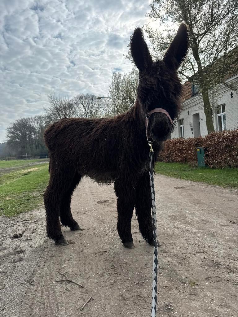 poitou ezel hengst, Juli, Mannelijk