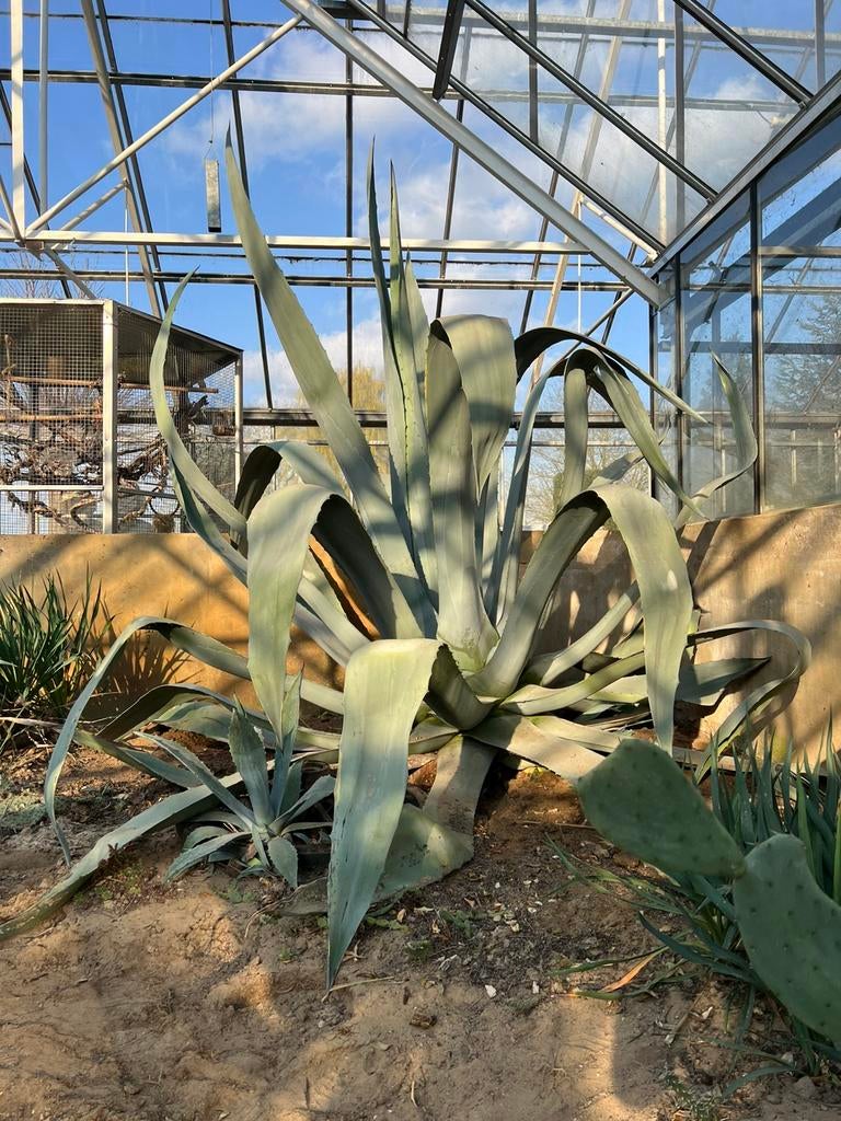 Agave Americana winterharde buitenplant 100 jarige Aloë, Ophalen, Bloeit niet, Overige soorten, Volle zon