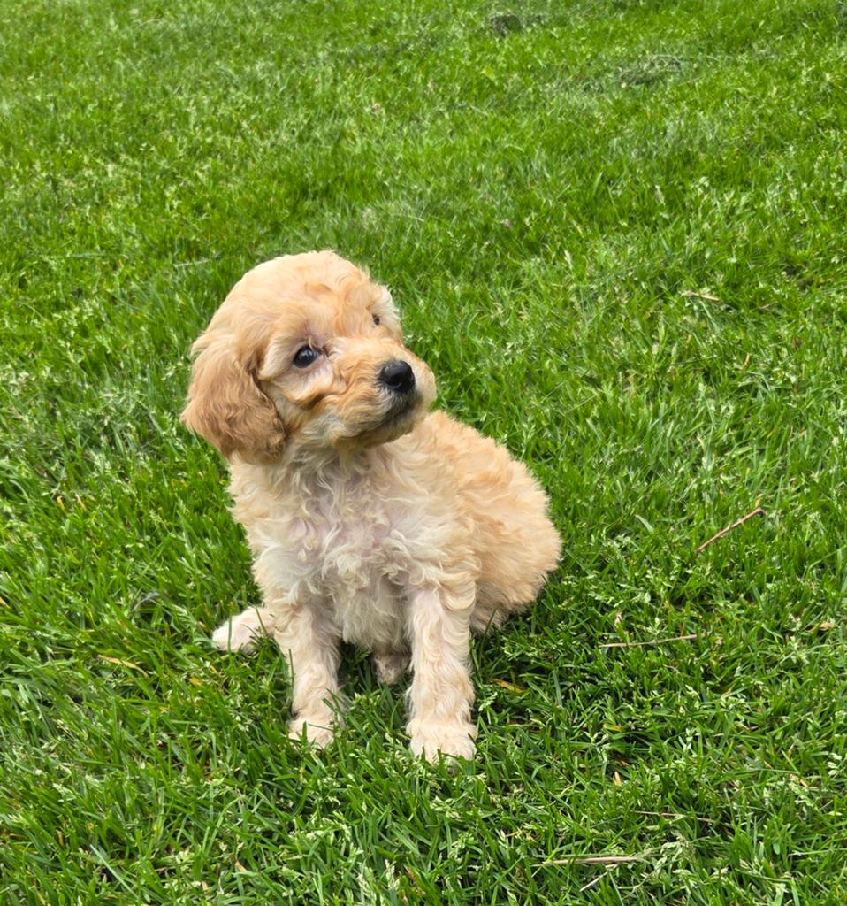 Labradoodle pups mini bruin/zwart gemêleerd en blond teefje, Dieren en Toebehoren, Honden | Retrievers, Spaniëls en Waterhonden