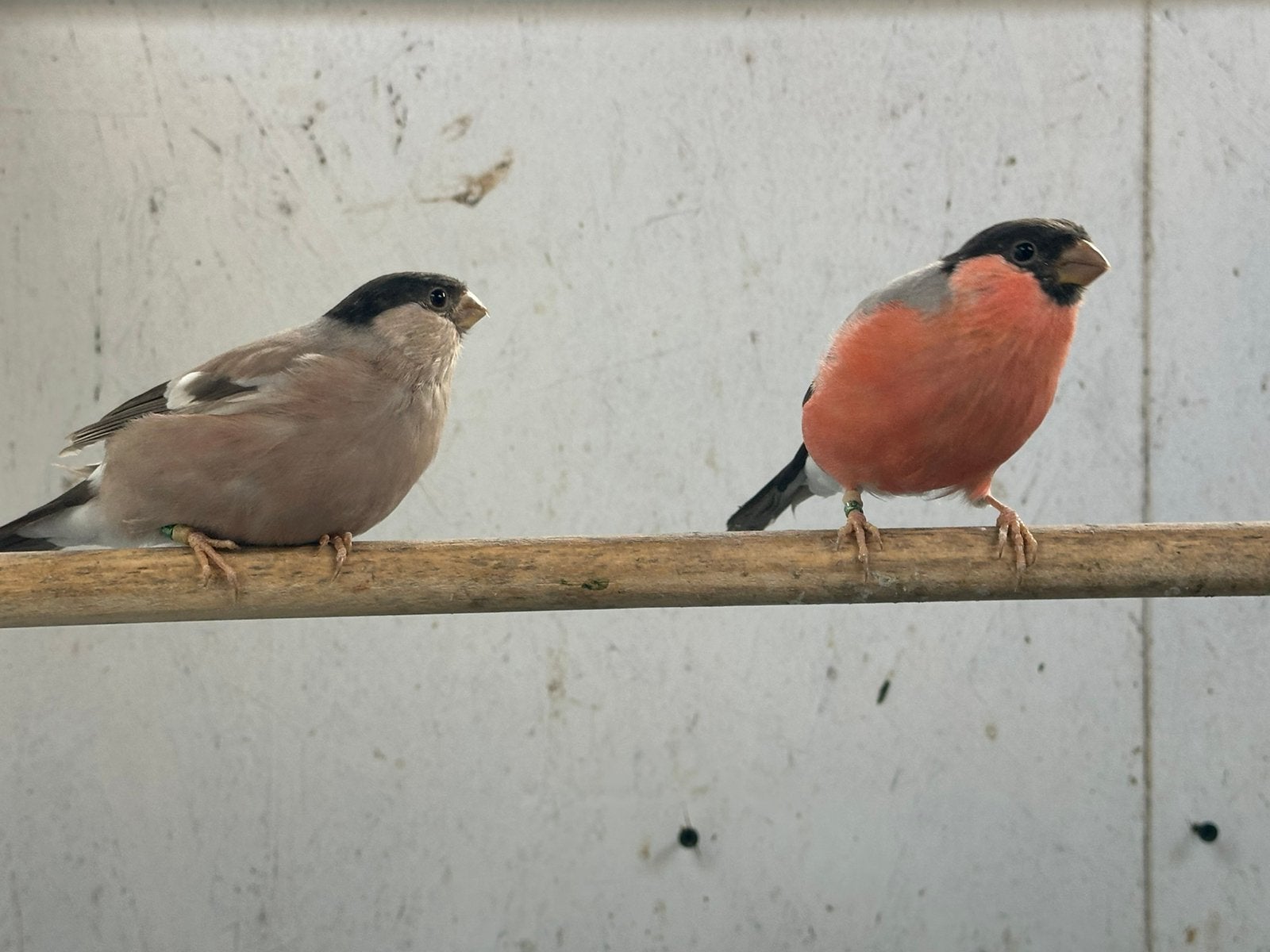 Noordse goudvinken bruin, Dieren en Toebehoren, Meerdere dieren, Wildzangvogel, Geringd