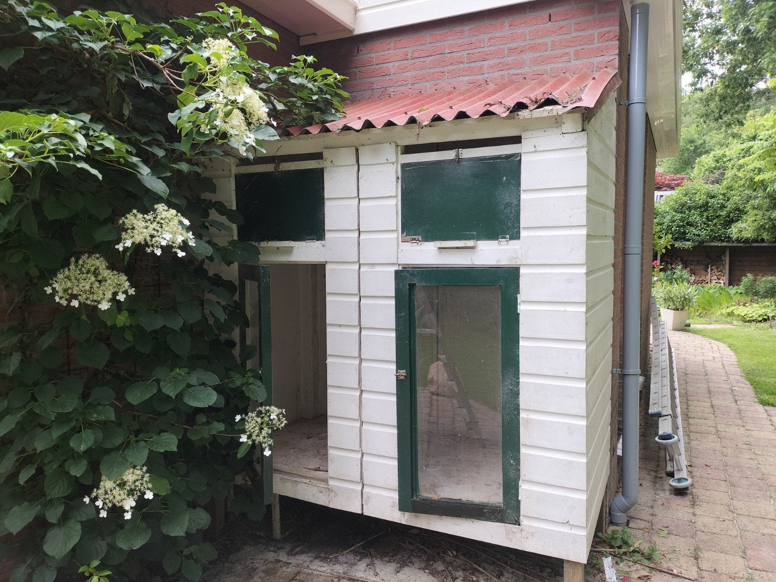 Gratis duivenhok, Overige soorten